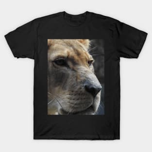 Lioness T-Shirt